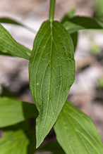 American gromwell