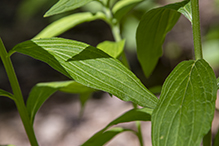 American gromwell