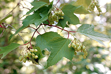 American highbush cranberry