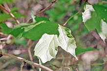 American highbush cranberry