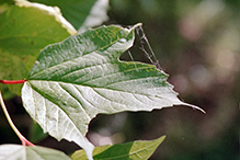 American highbush cranberry