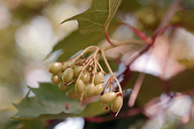 American highbush cranberry