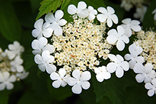 American highbush cranberry