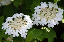 American highbush cranberry