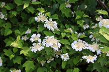 American highbush cranberry