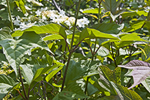 American highbush cranberry