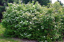 American highbush cranberry