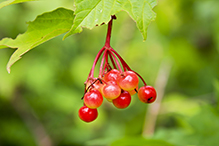 American highbush cranberry