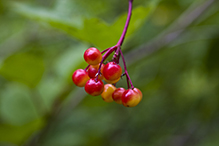 American highbush cranberry