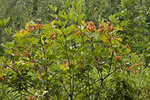 American highbush cranberry