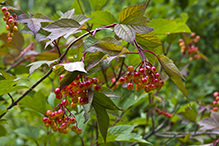 American highbush cranberry