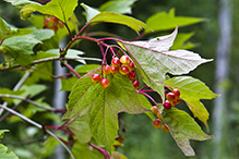 American highbush cranberry