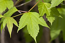 American highbush cranberry