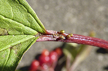 American highbush cranberry