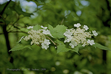 American highbush cranberry