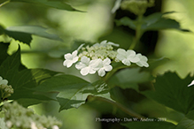 American highbush cranberry