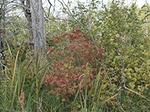 American highbush cranberry