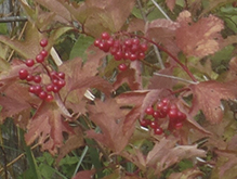 American highbush cranberry