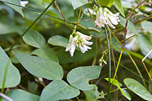 American hog peanut (var. bracteata)