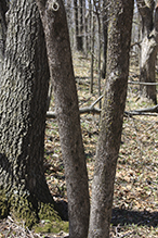 American hophornbeam