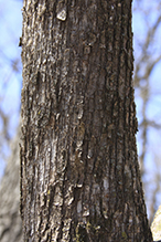 American hophornbeam