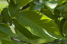 American hophornbeam