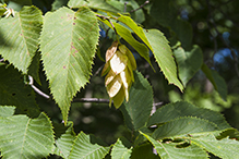 American hophornbeam