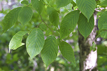 American hophornbeam