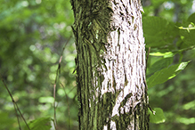 American hophornbeam