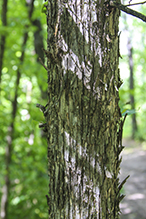 American hophornbeam