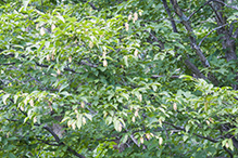 American hophornbeam