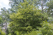 American hophornbeam