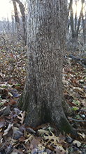 American hophornbeam