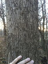 American hophornbeam