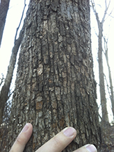 American hophornbeam