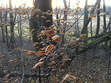 American hophornbeam