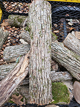 American hophornbeam