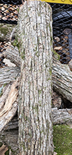 American hophornbeam