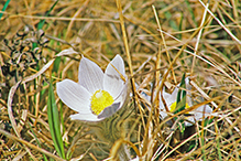 American pasqueflower