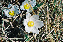 American pasqueflower