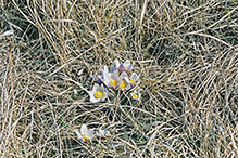 American pasqueflower