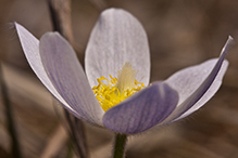 American pasqueflower