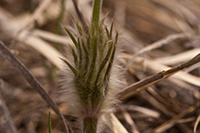 American pasqueflower