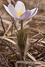 American pasqueflower