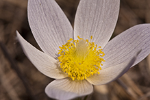 American pasqueflower