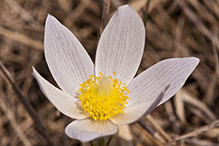 American pasqueflower