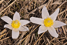 American pasqueflower