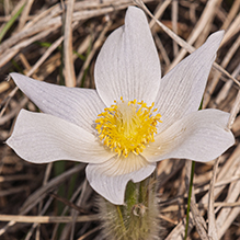 American pasqueflower