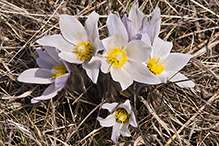 American pasqueflower