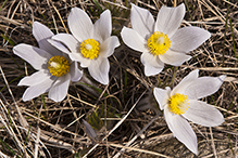 American pasqueflower
